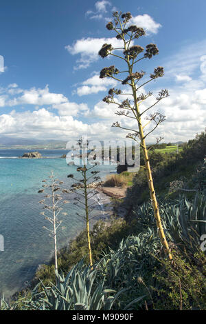 Jahrhundert Pflanzen in der marine Landschaft in der Nähe von Polis, Paphos, Zypern, Mittelmeer Stockfoto