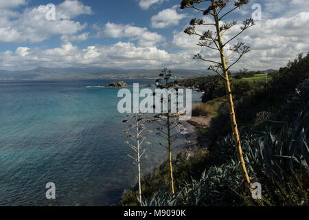 Jahrhundert Pflanzen in der marine Landschaft in der Nähe von Polis, Paphos, Zypern, Mittelmeer Stockfoto