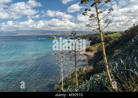 Jahrhundert Pflanzen in der marine Landschaft in der Nähe von Polis, Paphos, Zypern, Mittelmeer Stockfoto