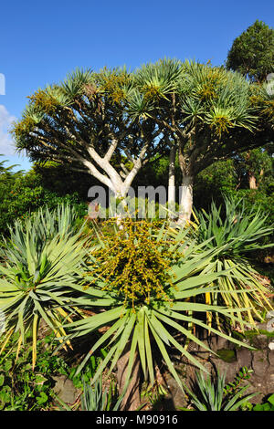 Drachenbäume (Dracaena Draco) Madalena, Pico. Azoren, Portugal Stockfoto