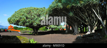 Drachenbäume (Dracaena Draco), Madalena, Pico. Azoren, Portugal Stockfoto