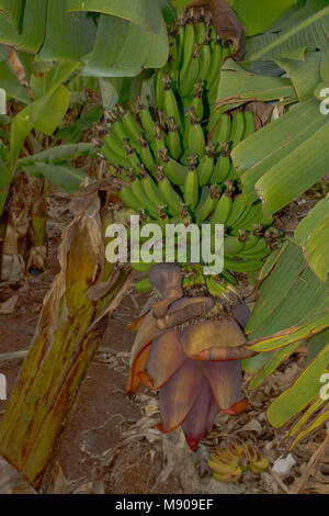 Grüne Bananen und Bananen Blumen auf dem Baum kommerziell in Paphos, Mittelmeer, Europa angebaut werden Stockfoto