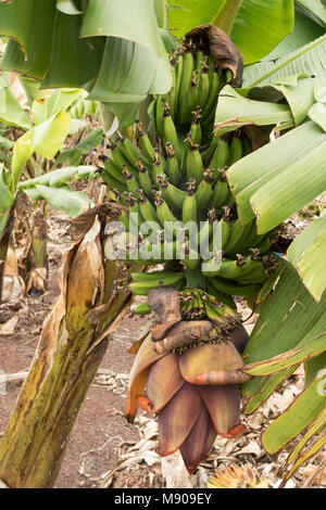 Grüne Bananen und Bananen Blumen auf dem Baum kommerziell in Paphos, Mittelmeer, Europa angebaut werden Stockfoto