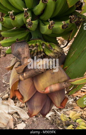 Grüne Bananen und Bananen Blumen auf dem Baum kommerziell in Paphos, Mittelmeer, Europa angebaut werden Stockfoto