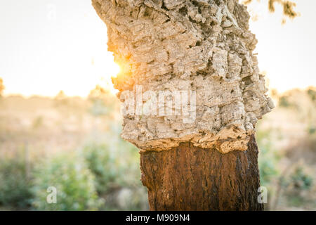 Korkeiche mit und ohne die äußere Schicht der Rinde, die ohne Schaden für den Baum abgestreift werden kann. Stockfoto