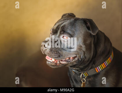 Porträt einer stattlichen Staffordshire Bull Terrier Hund sitzt auf einem Ledersessel in Innenräumen durch Tageslicht erhellt aus dem Fenster. Er ist leicht lächelnd ein Stockfoto