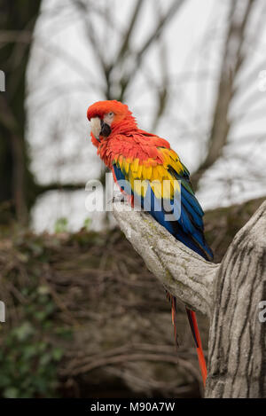 Die rot-grünen Ara (Ara chloropterus), auch als Green-winged Macaw genannt, ist eine große, meist - roter Ara der Ara Gattung Stockfoto