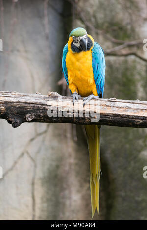 Die blau-gelbe Ara (Ara ararauna), auch in Blau und Gold macaw bekannt. Stockfoto