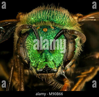 Metallic grün Schweiß Biene Agapostemon sericeus, f, Gesicht, Pr George's Co, MD Stockfoto