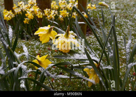 Narzissen biegen sich unter der Last von Schnee im Winter dreht sich in England zu Feder Stockfoto