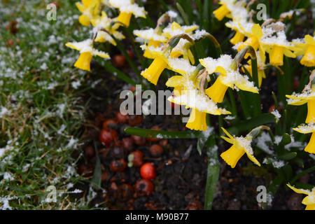Kleines tete-a-tete Narzissen, in ein Abstauben von Schneeflocken im frühen Frühjahr abgedeckt Stockfoto