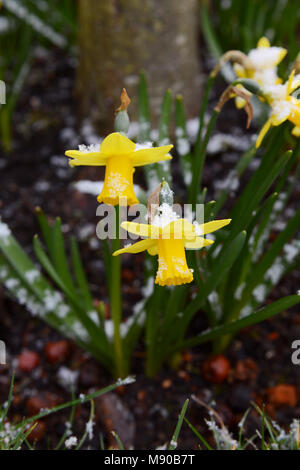 Zwei gelbe Frühling Narzissen bestäubt mit hellen Schnee in einem Blumenbeet Stockfoto