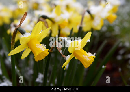 Licht Frühling Schnee auf gelbe Narzissen, in selektiven Fokus Stockfoto