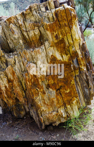 Versteinertes Holz auf der Thomas Condon Paläontologie-mitte. John Day Fossil Beds, Mitchell, Oregon Stockfoto