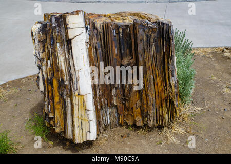 Versteinertes Holz auf der Thomas Condon Paläontologie-mitte. John Day Fossil Beds, Mitchell, Oregon Stockfoto