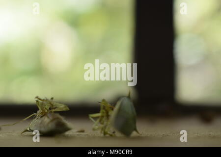 Tote grüne Insekten auf der Fensterbank Stockfoto