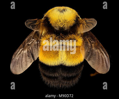 Hummel Bombus affinis, Königin, Racine, WI, LW Macior 1965 zurück Stockfoto