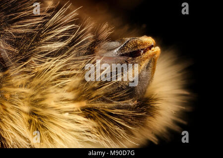 Hummel Bombus ashtoni, f, s6, Albany, mccabe Stockfoto