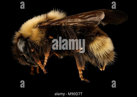 Hummel Bombus ashtoni, f, Seite, Albany, mccabe Stockfoto