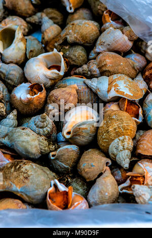 Mündungs- Nucella lapillus oder Hund Wellhornschnecken sind eine gesunde und nachhaltige genießbare Seeschnecke mit einem spired Shell hier auf Verkauf in Paris während des Hochwassers 2018 Stockfoto