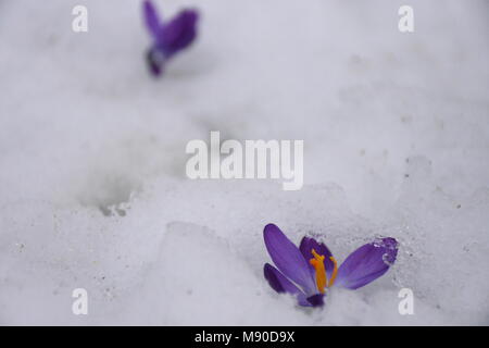 Crocus aus Schnee Stockfoto