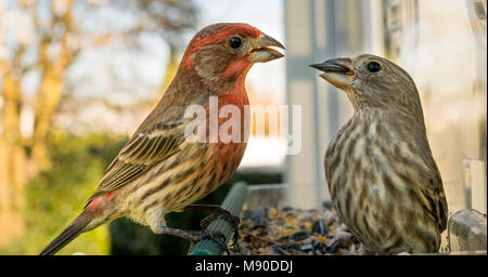 Ein männlicher House finch versucht, Nahrung aus dem Mund einer Frau zu entreißen, zwei Vögel in den Schrägförderer Stockfoto