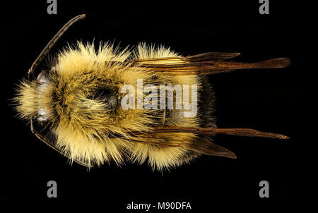 Hummel Bombus vagans, m, back, Center Co, PA Stockfoto