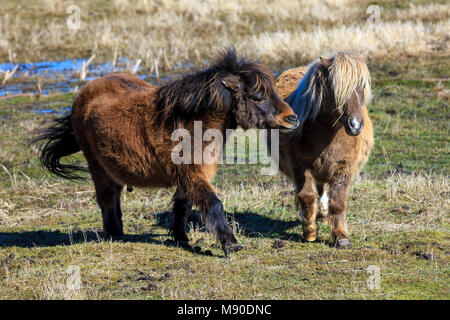 Zwei süße Miniatur Pferde interagieren in einem Feld in der Nähe von Harrison, Idaho. Stockfoto