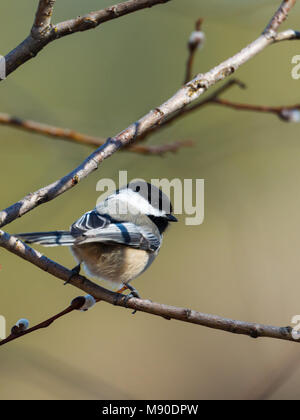 Eine süße kleine Schwarze capped chickadee wird in einem Baum im Norden von Idaho thront. Stockfoto