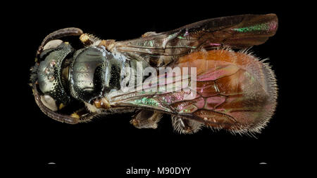 Ceratina Tricolour, f, Panama, zurück Stockfoto