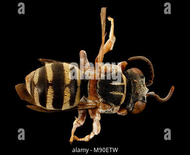 Epeolus howardi, zurück, Caroline Co, MD Stockfoto