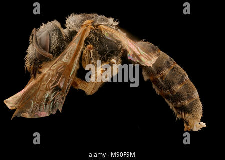 Halictus ligatus, gynandromorph, linke Seite, Maine Stockfoto