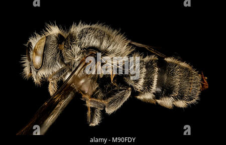 Hoplitis anthocopoides, f, Seite, Washington Co Maryland Stockfoto