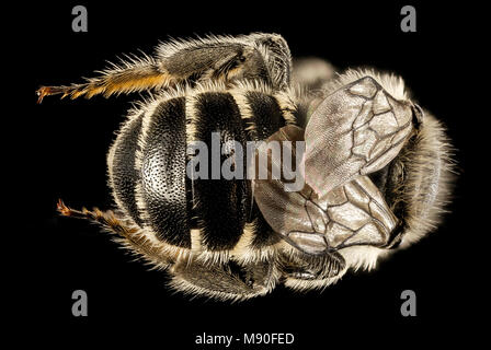 Biene. Hoplitis pilosifrons, Ost Hals nwr, Kent, md, zurück Stockfoto