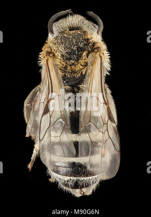 Lasioglossum sisymbrii, F, Zurück, UT, Garfield County Stockfoto