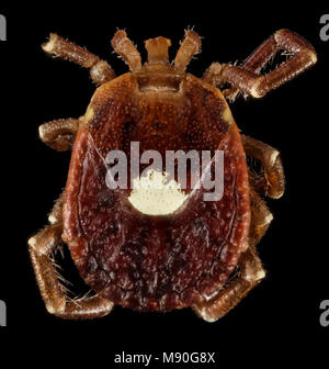 Lone Star Tick, U, Arkansas, Hot Springs Village Stockfoto