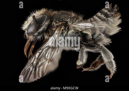 Megachile Sp., F, Seite, Puerto Rico, Boqueron Stockfoto