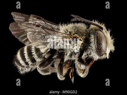 Blatt Cutter Bee. Megachile sp., M, Seite, Puerto Rico, Boqueron Stockfoto