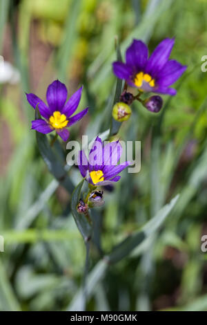 American Blue-eyed-Gras, Blå gräslilja (Sisyrinchium montanum) Stockfoto