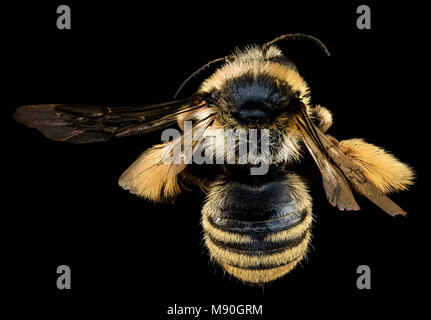 Biene Melissodes confusa, F, Zurück, UT, Garfield County Stockfoto