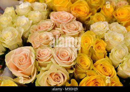 Viele gelbe und rosa Rosen Stockfoto