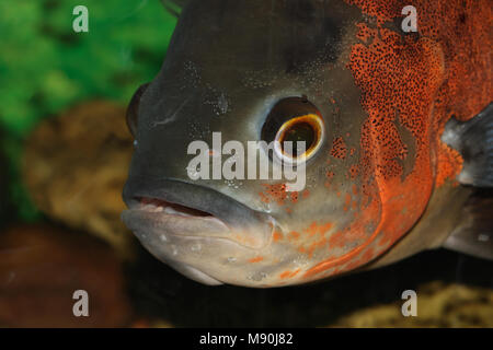 Extreme Nahaufnahme von großen Wassermann fisch Fang im Aquarium Stockfoto