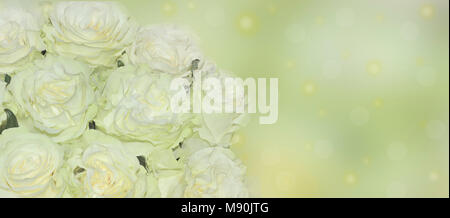 Festliche Blumen pastell Hintergrund - weiße Rosen mit grünen Farbton schließen bis auf empfindlichen Kulisse mit Platz für Text. Element des Designs für die Begrüßung Stockfoto