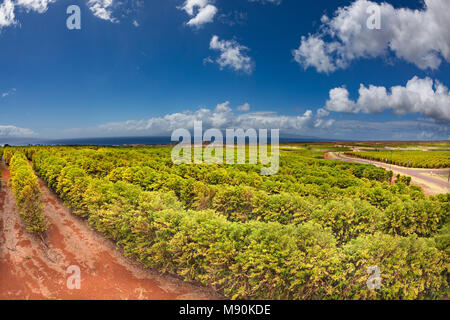 Reihen von Kaffeepflanzen auf der Seite der West Maui Berge über Kauai, Maui, Hawaii. Die Insel Molokai ist im Hintergrund. Stockfoto