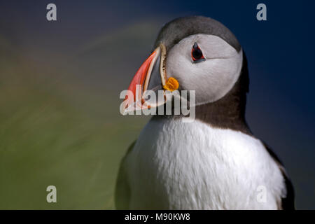 Papegaaiduiker beeldvullend Volwassen; Papageitaucher nach close-up Stockfoto