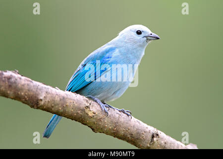 Bischoefe - tangare zittend op tak Tobago, blau-grau Tanager thront auf Zweig Tobago Stockfoto