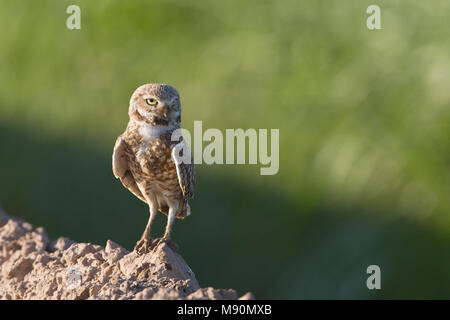 Holenuil staand Arizona USA, grabende Eule thront Arizona USA Stockfoto