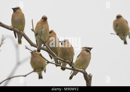 Een groep Cederpestvogels rustend in dode Boom tijdens de trek Californie USA, einer Gruppe Zeder Waxwings in toten Baum während der Migration Kalifornien ruhen Stockfoto