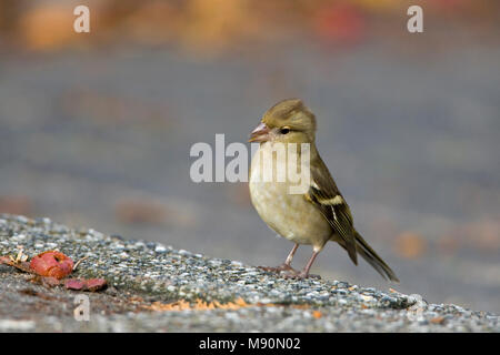 Vink voedsel zoekend op Straat in woonwijk Nederland, gemeinsame Buchfink Nahrungssuche im städtischen Bereich Niederlande Stockfoto