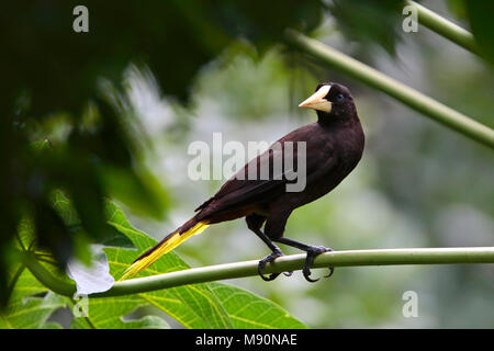 Kuif - oropendola zittend op tak Tobago, Crested Oropendola thront auf Zweig Tobago Stockfoto